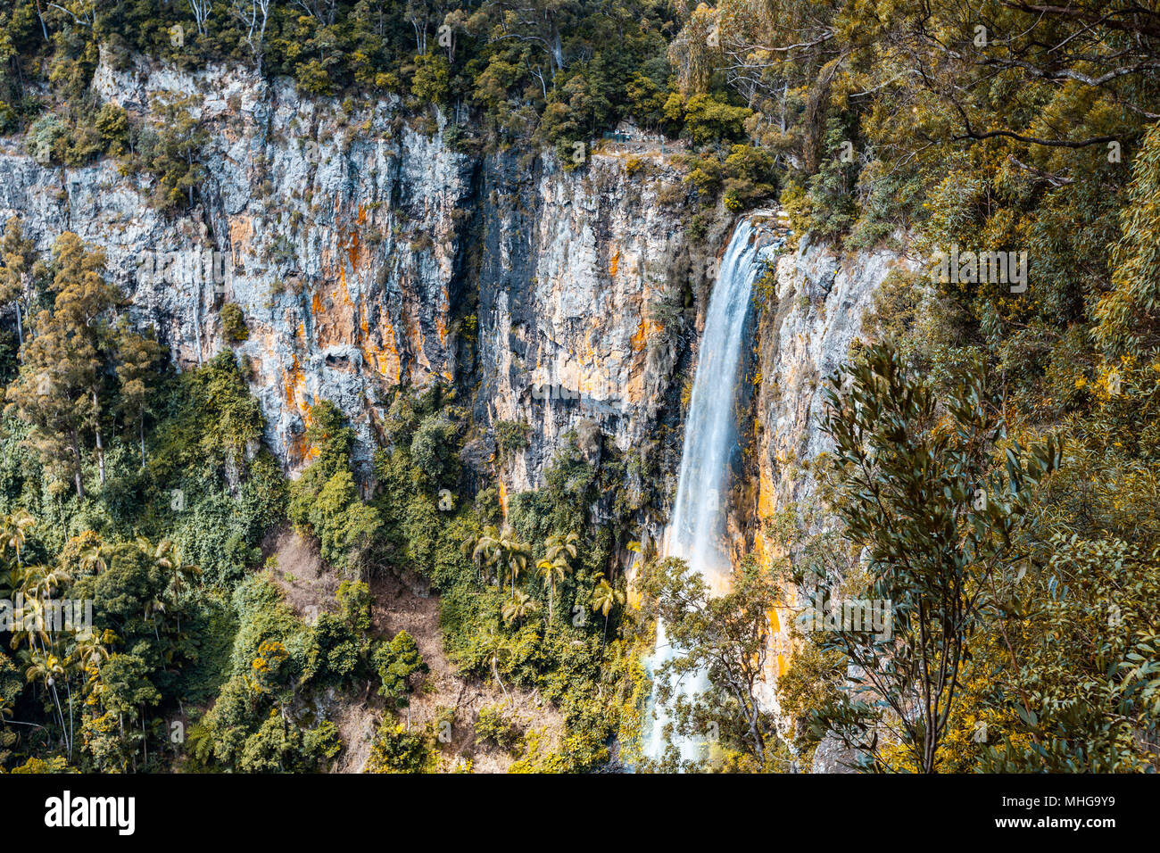 Belle grande cascade - Rainbow Falls. Parc national de Springbrook, Queensland, Australie Banque D'Images