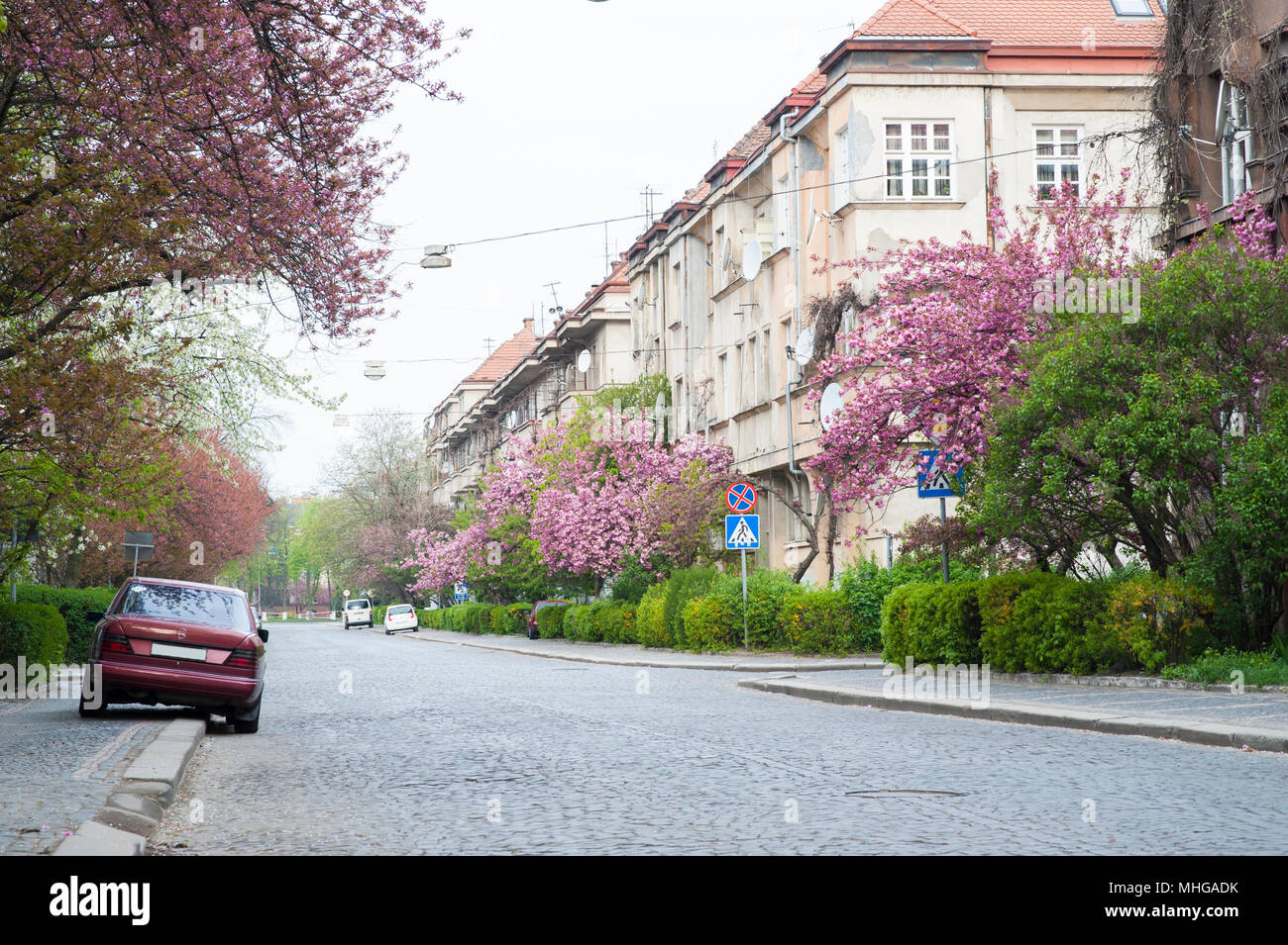 Uzhgorod, Ukraine - 18 Avril 2015 : rue de la ville de printemps en fleurs. Rue Ville étroite précis avec de belles architeckture et bâtiments. De nombreux buissons verts et arbres en fleurs. Beau temps et ambiance colorée. Banque D'Images