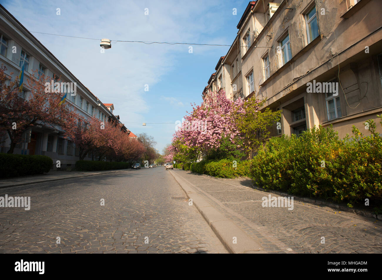 Uzhgorod, Ukraine - 18 Avril 2015 : la rue en fleurs au printemps avec bleu ciel clair. Rue Ville étroite précis avec de belles architeckture et bâtiments. De nombreux buissons verts et arbres en fleurs. Pas de personnes. Banque D'Images