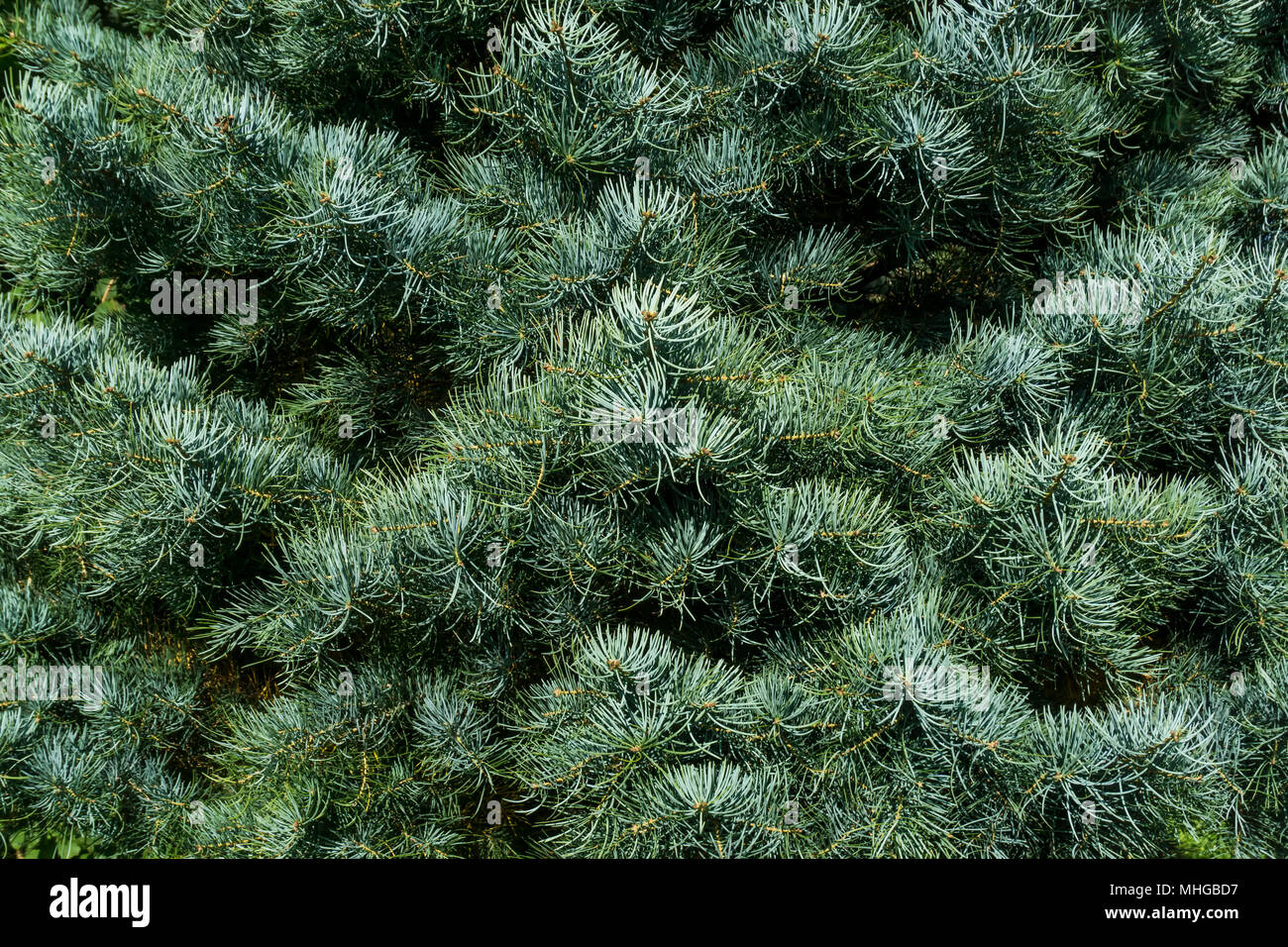 Close-up of Colorado white fir tree Banque D'Images