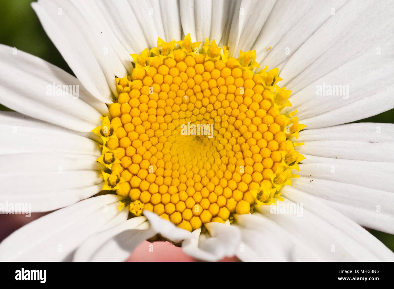 Centre de fleur blanche et jaune. Fleur de printemps, nectar floral Photo  Stock - Alamy