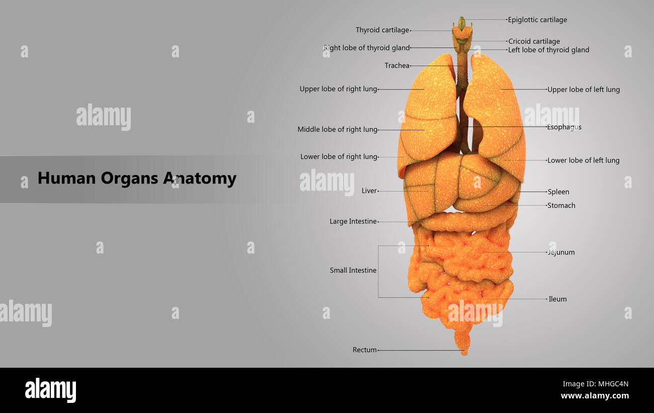 Les organes internes du corps humain avec l'anatomie de la conception de l'étiquette vue antérieure Banque D'Images