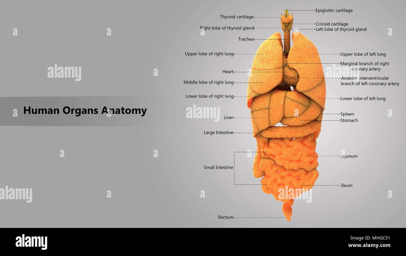 Les organes internes du corps humain avec l'anatomie de la conception de l'étiquette vue antérieure Banque D'Images