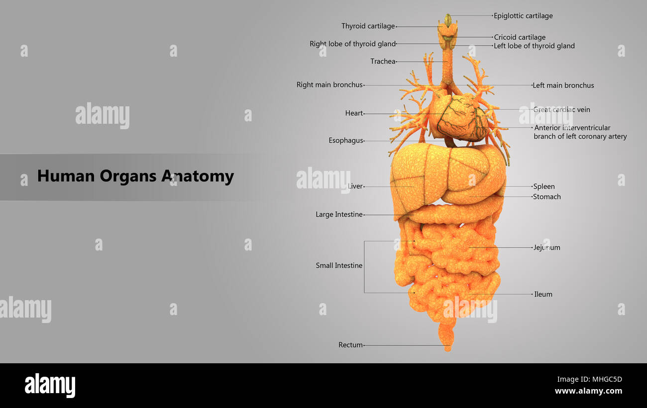 Les organes internes du corps humain avec l'anatomie de la conception de l'étiquette vue antérieure Banque D'Images