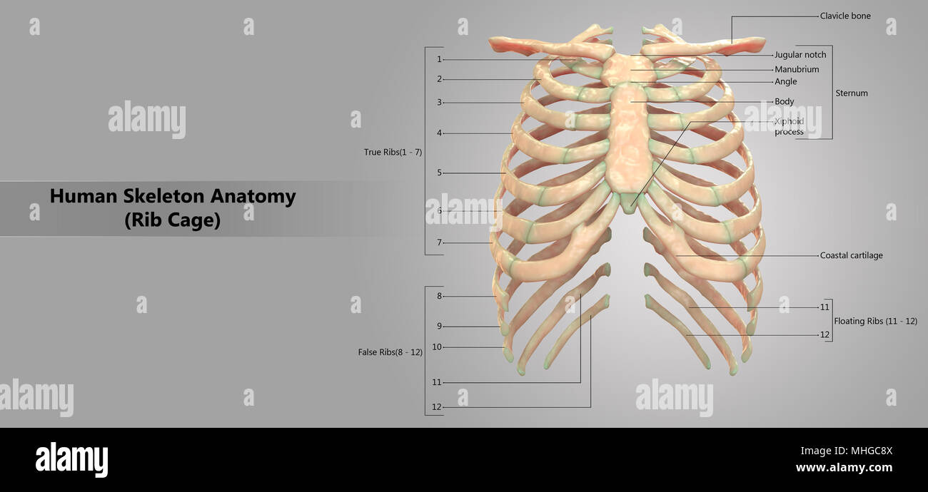 Système de squelette de la cage thoracique avec l'anatomie de la