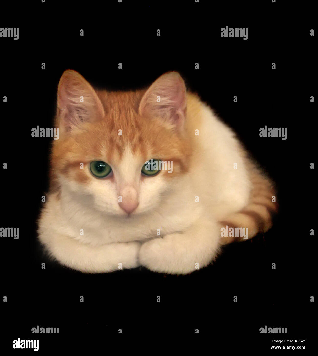 Petit Chaton Roux Sur Le Fond Noir Photo Stock Alamy