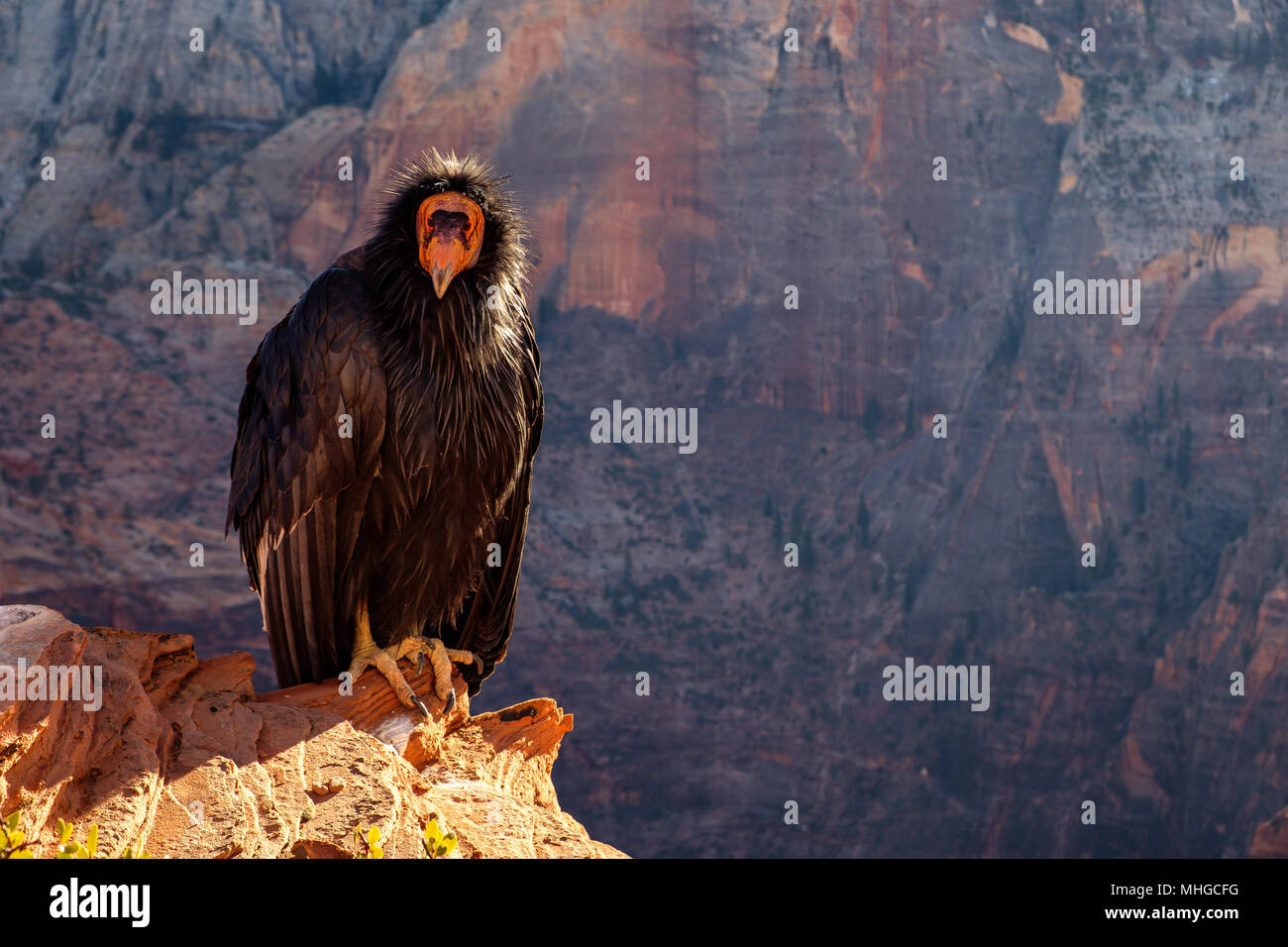 Détail de condor avec expression drole dans Zion National Park, Utah, USA Banque D'Images