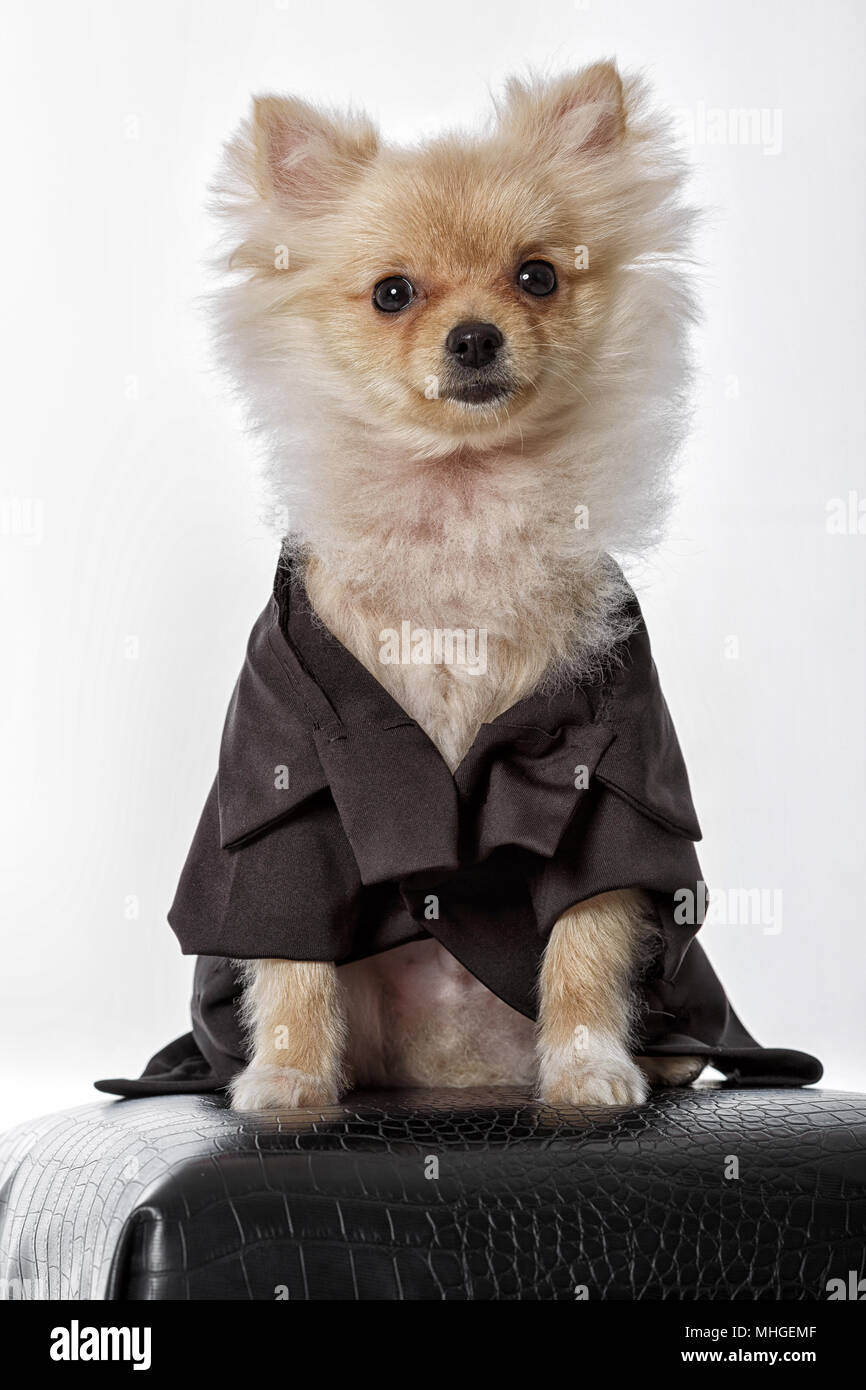 Chien pomeranian. Spitz Banque D'Images