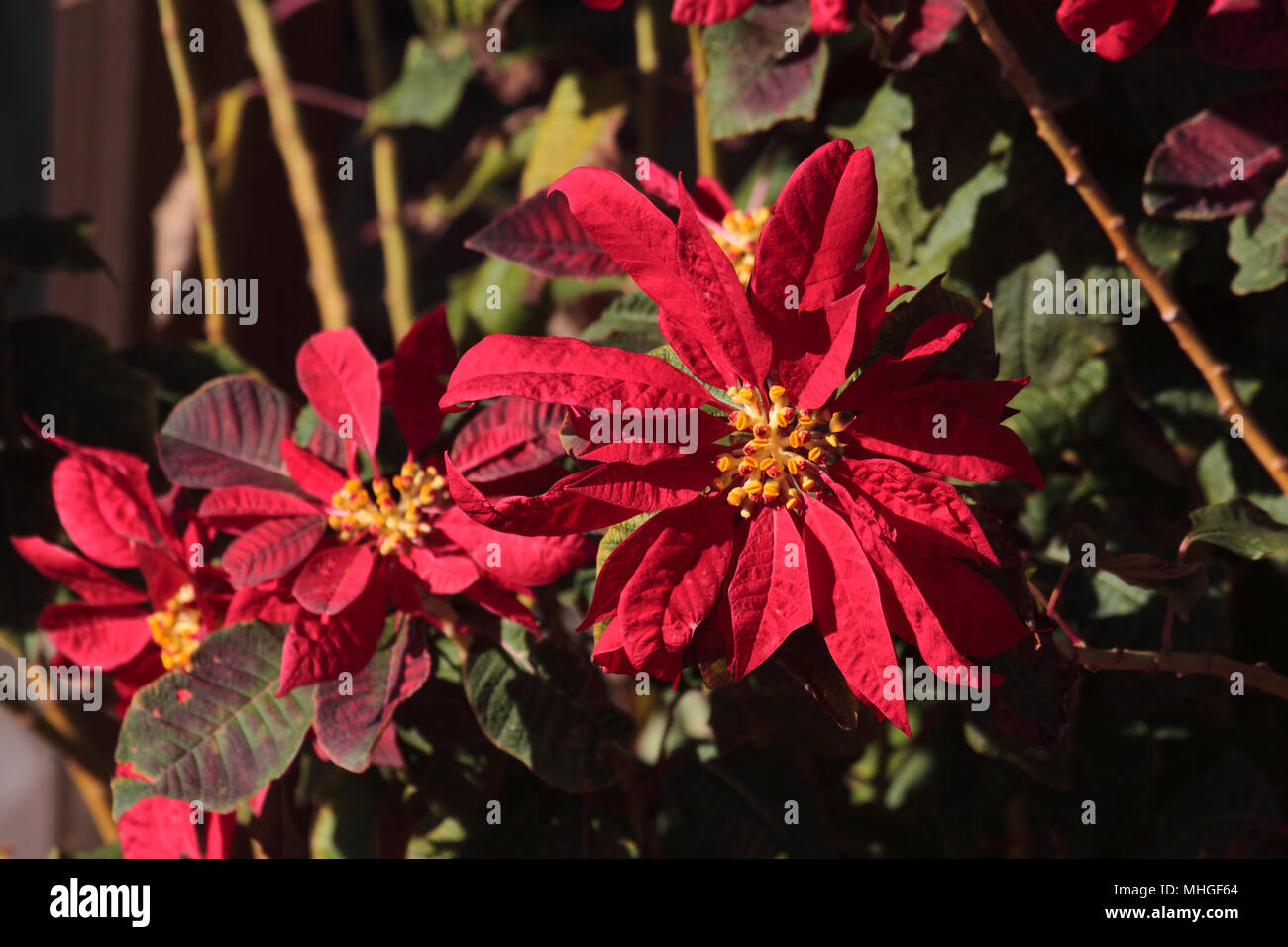 Vue rapprochée de poinsettia (Euphorbia pulcherrima) Banque D'Images