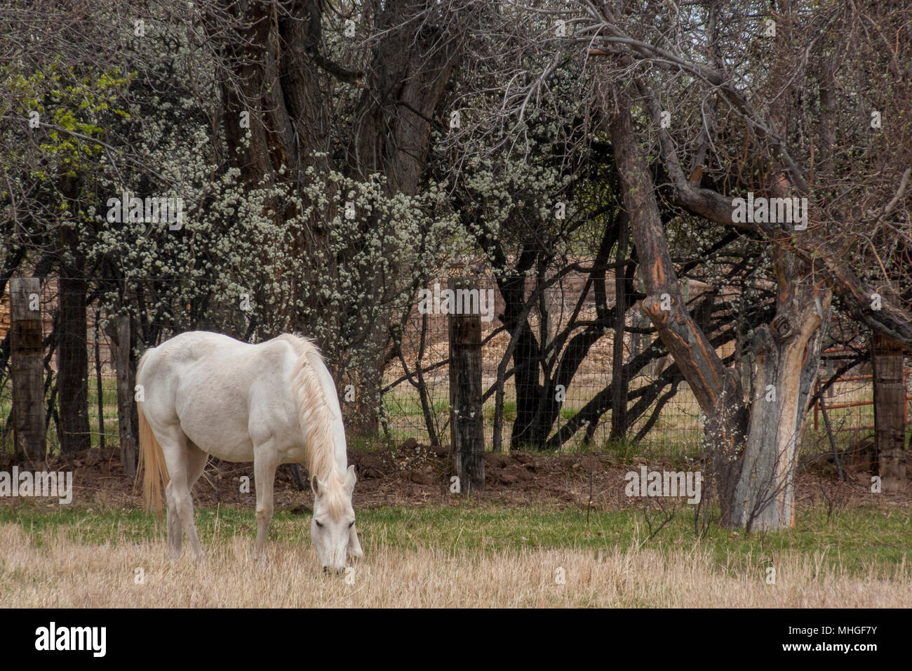 Dans la zone de pâturage de chevaux Banque D'Images
