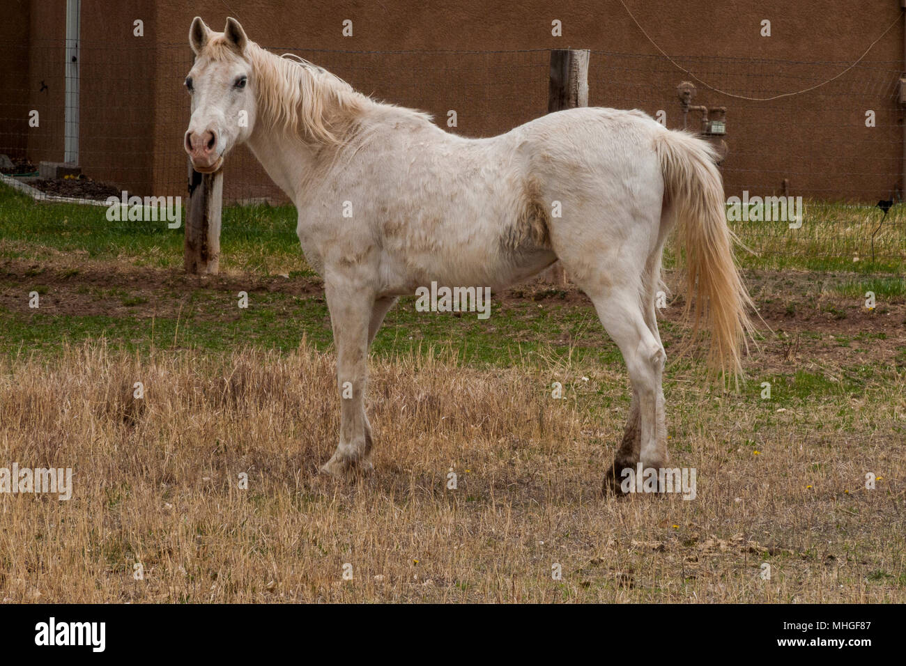Dans la zone de pâturage de chevaux, Nouveau Mexique Banque D'Images