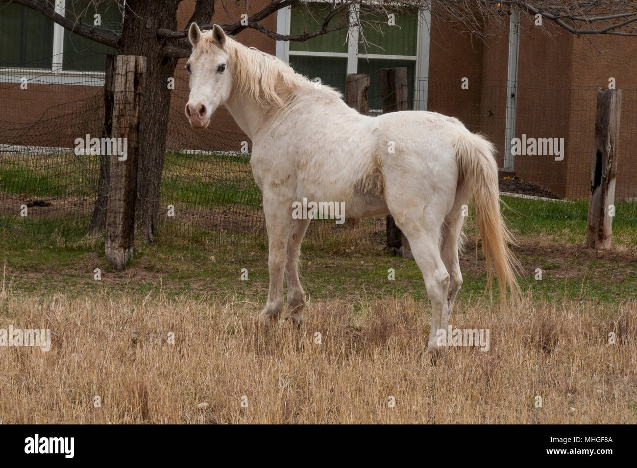 Dans la zone de pâturage de chevaux, Nouveau Mexique Banque D'Images