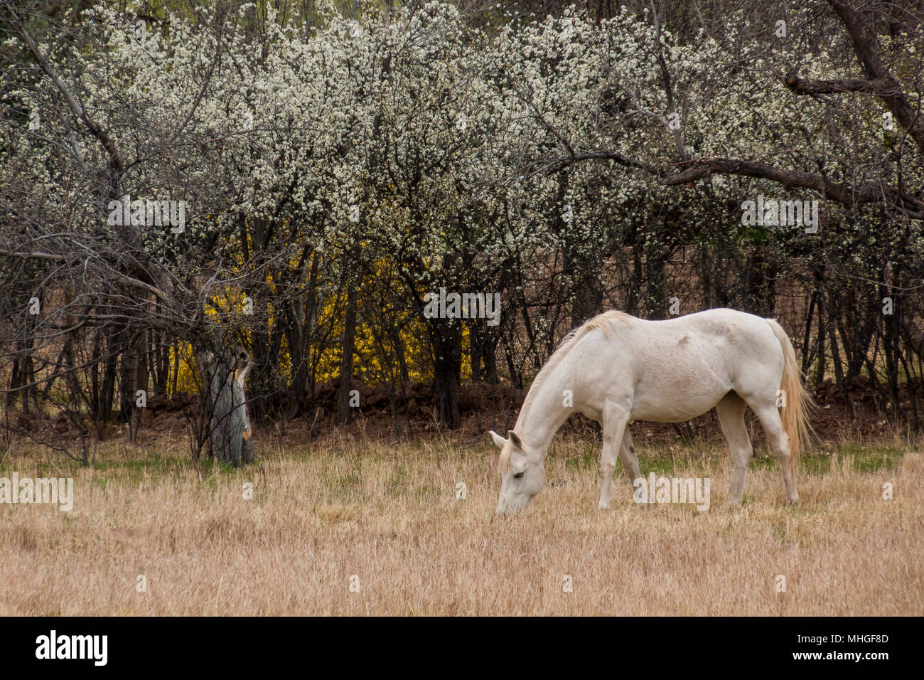 Dans la zone de pâturage de chevaux, Nouveau Mexique Banque D'Images