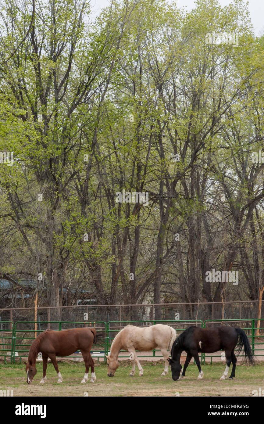 Le pâturage des chevaux, Nouveau Mexique Banque D'Images