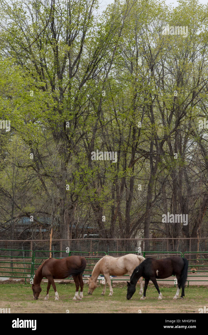 Le pâturage des chevaux, Nouveau Mexique Banque D'Images