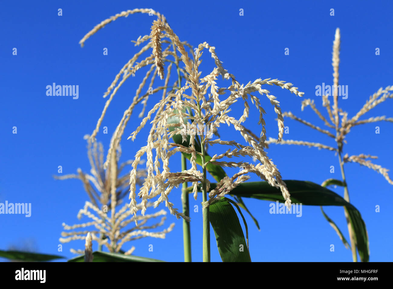 Tassel de maïs contre ciel bleu clair Banque D'Images