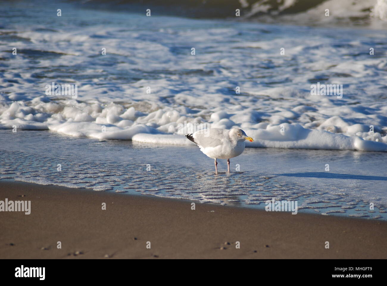 Les goélands en hiver à l'île Texel, aux Pays-Bas. L'Europe. Strand en mer du Nord. Banque D'Images