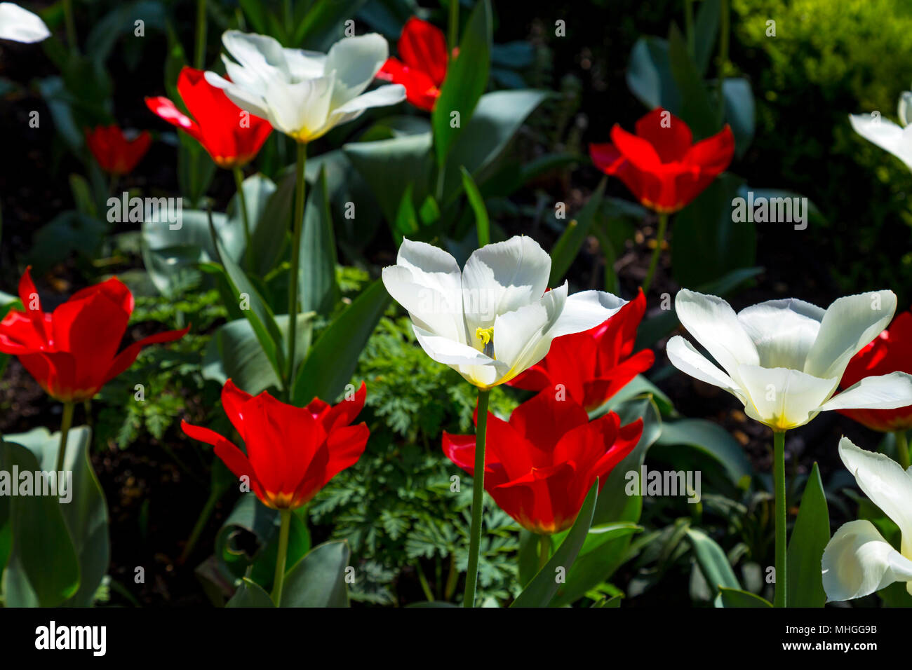 Ouvrir les tulipes rouges et blanches au printemps, London, UK Banque D'Images
