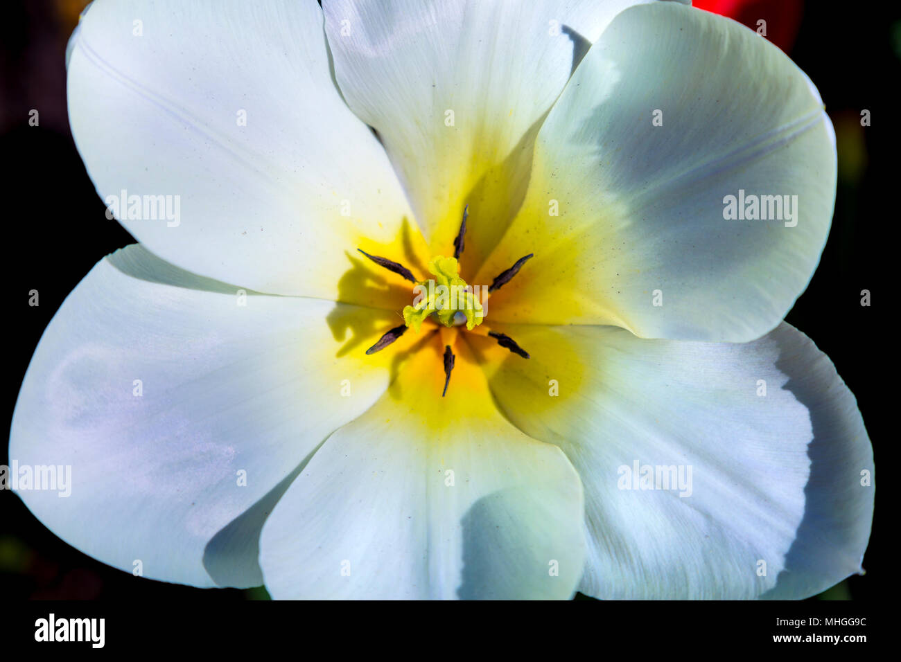 Tulip ouvert au printemps, London, UK Banque D'Images