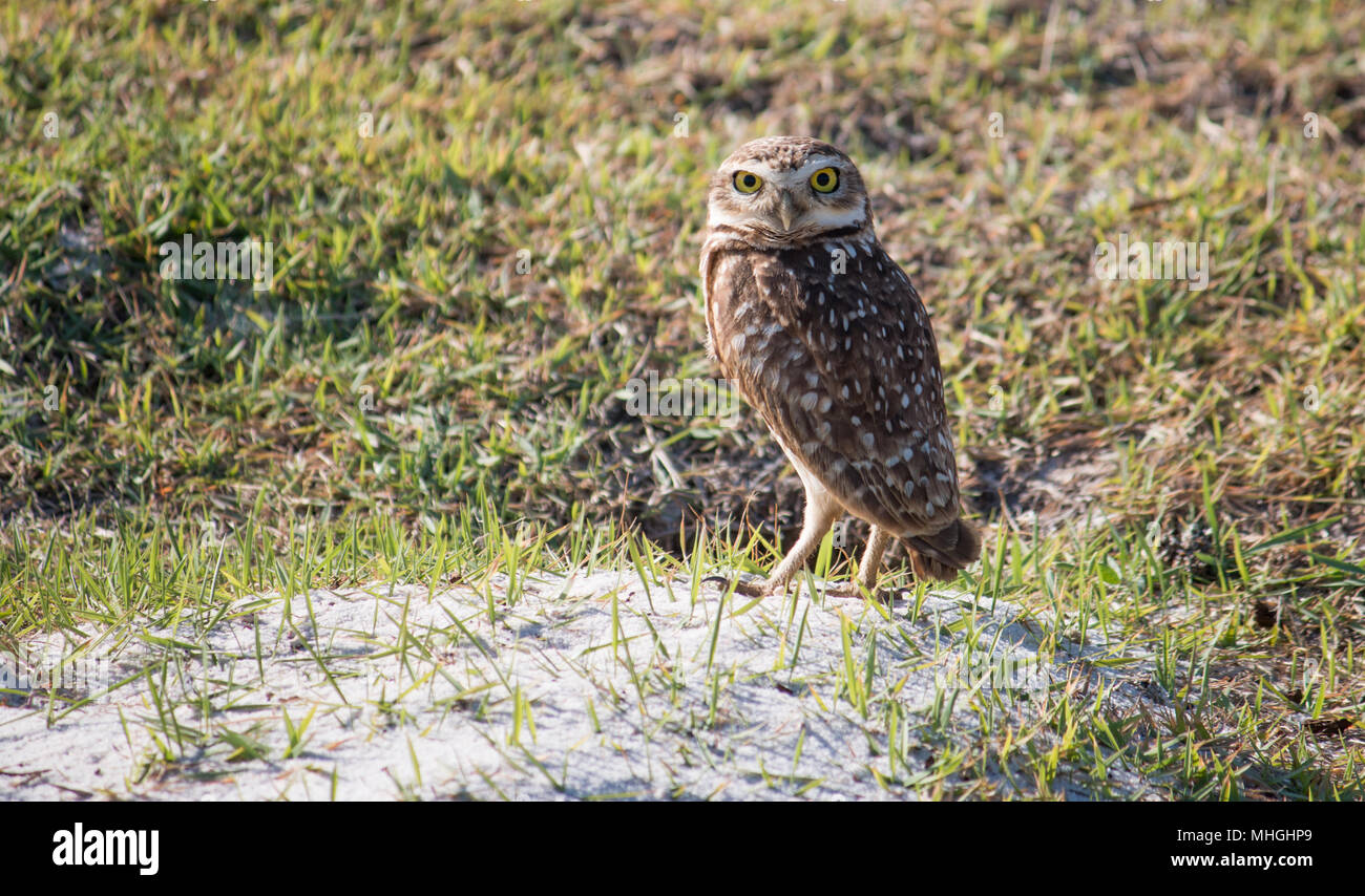 Hibou des terriers. Oiseau isolé dans son habitat naturel. Banque D'Images