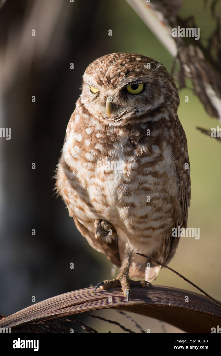 Hibou des terriers. Oiseau isolé dans son habitat naturel. Banque D'Images
