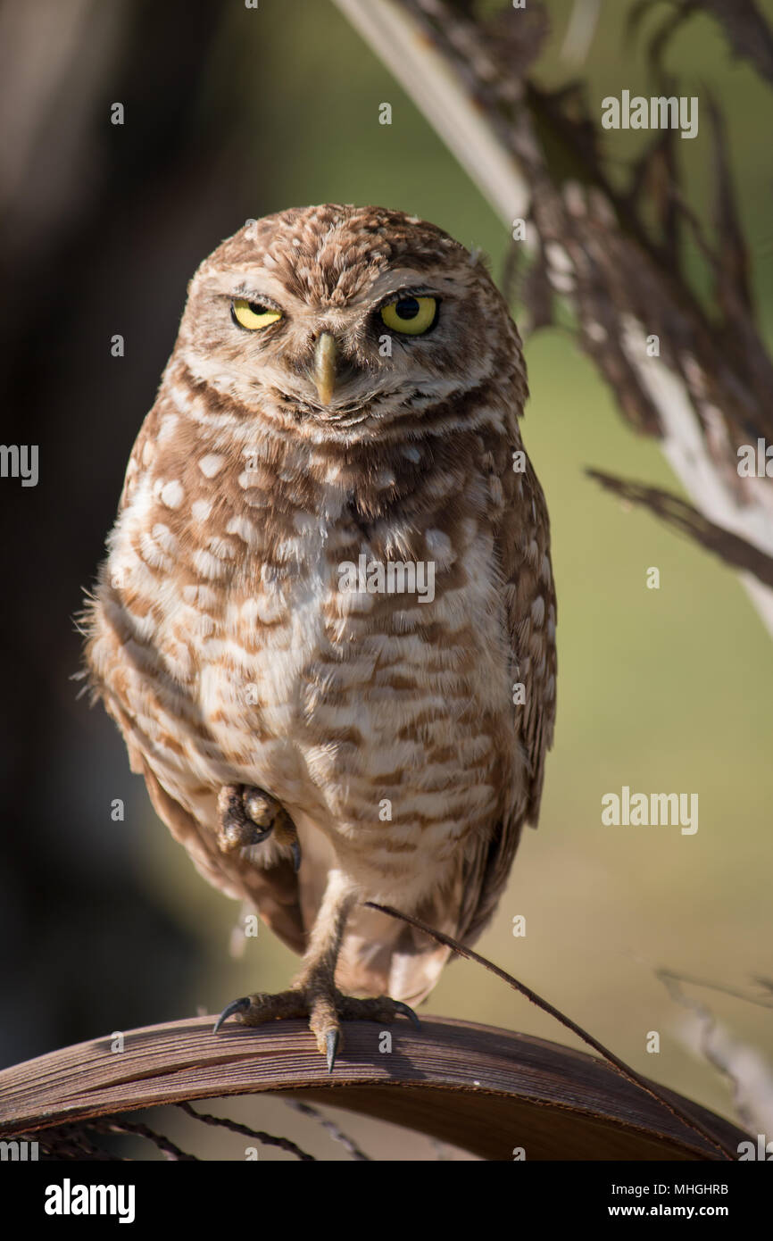 Hibou des terriers. Oiseau isolé dans son habitat naturel. Banque D'Images