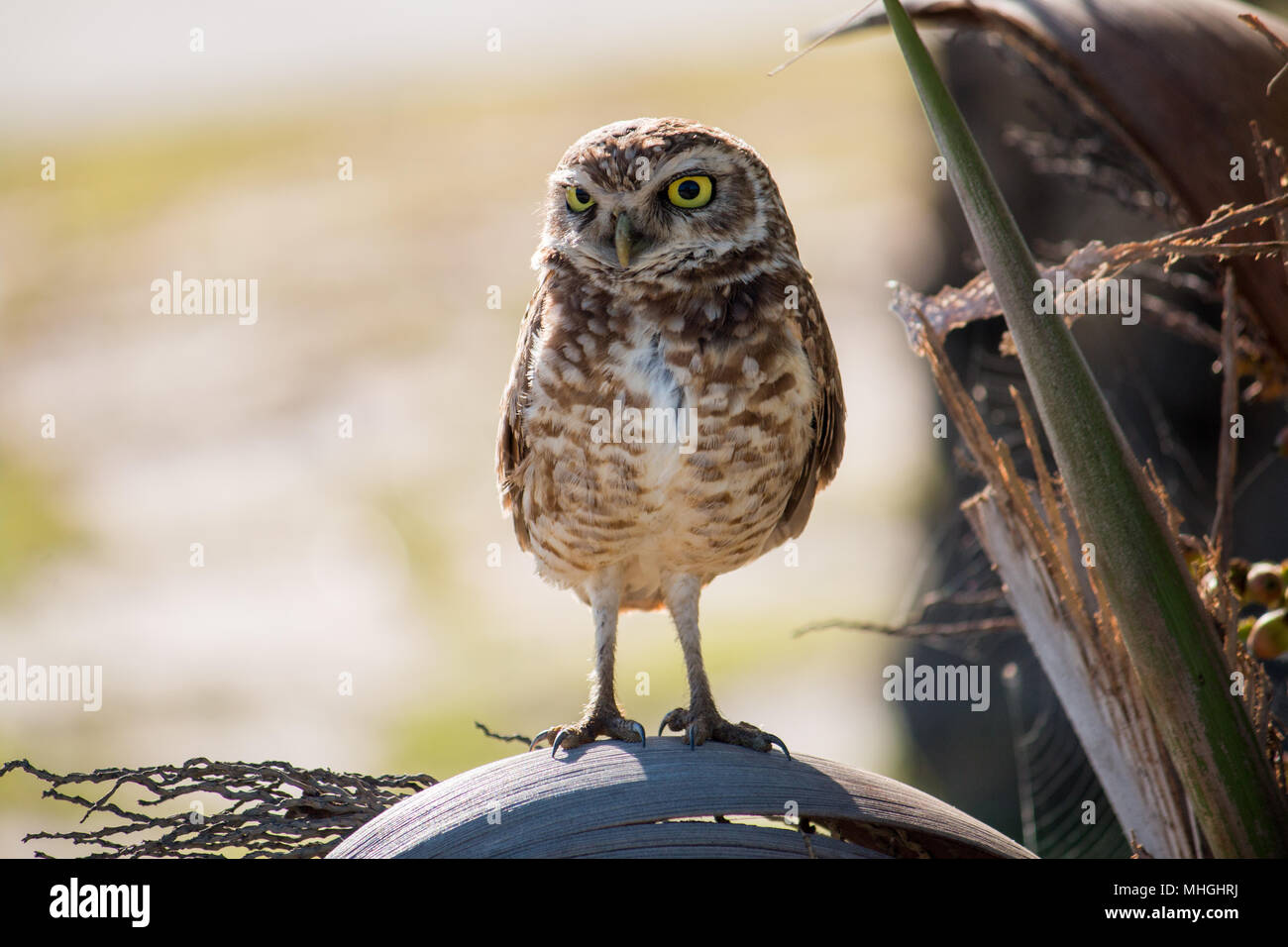 Hibou des terriers. Oiseau isolé dans son habitat naturel. Banque D'Images
