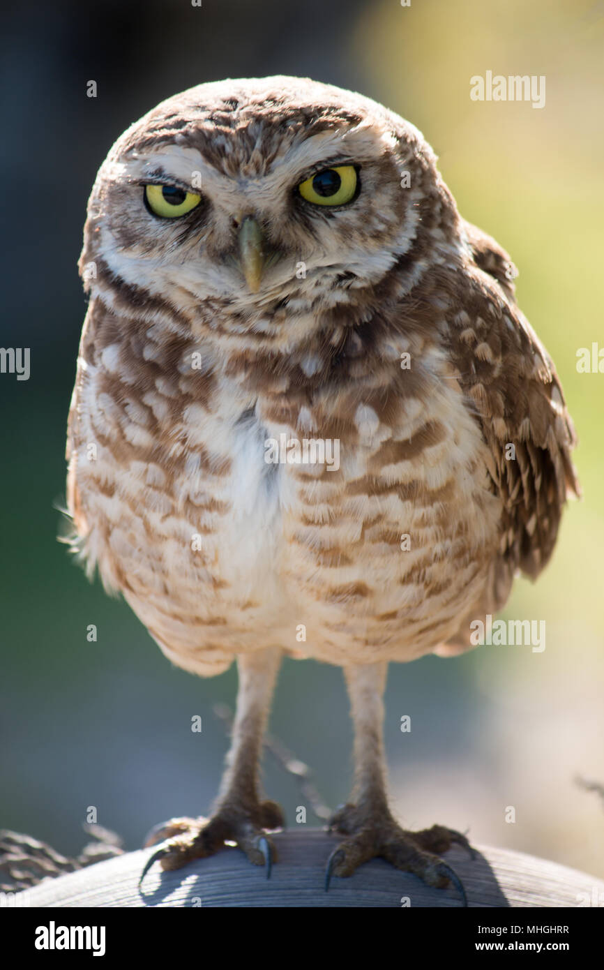 Hibou des terriers. Oiseau isolé dans son habitat naturel. Banque D'Images