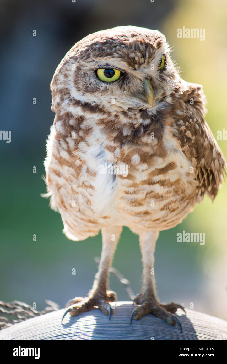 Hibou des terriers. Oiseau isolé dans son habitat naturel. Banque D'Images