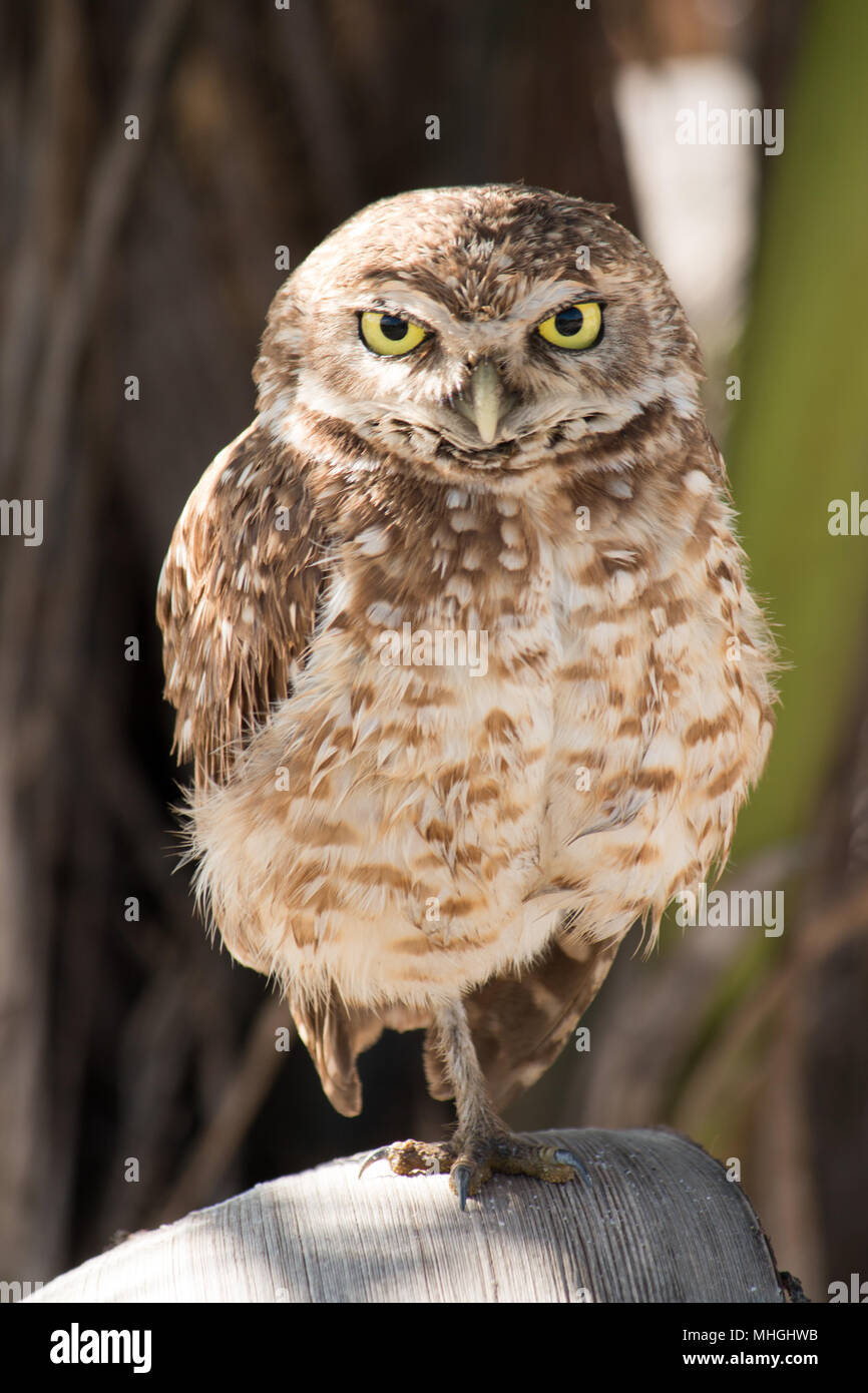 Hibou des terriers. Oiseau isolé dans son habitat naturel. Banque D'Images
