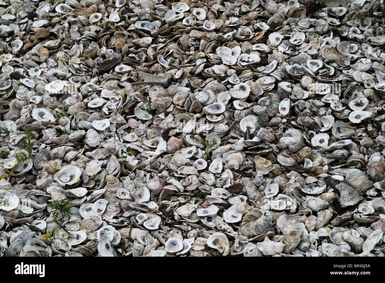 Un tas de coquilles d'huîtres. Banque D'Images