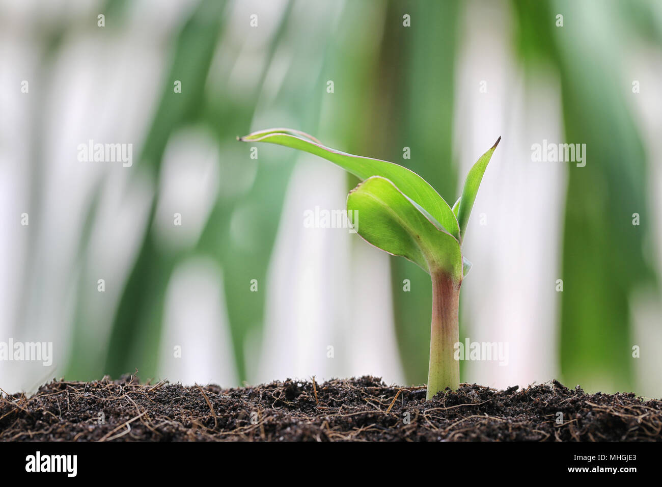 Plants de bananier sur le sol dans le potager pour la conception dans le concept de l'agriculture et de la croissance. Banque D'Images