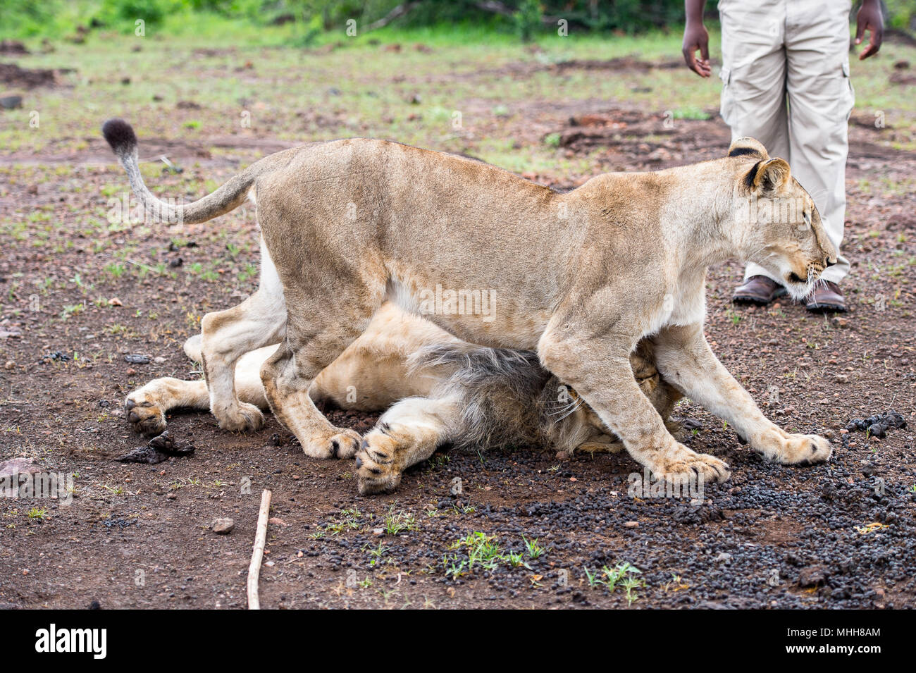 Lion Et Lionne Jouer Ensemble Dans L Amour Photo Stock Alamy