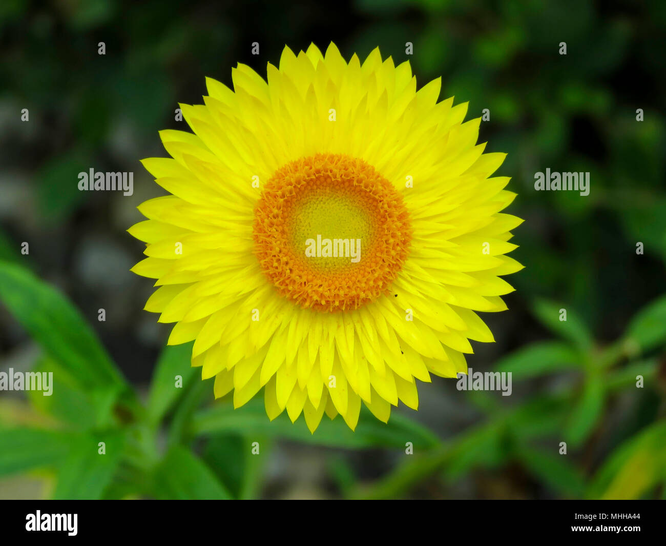 Immortelle / fleur de paille (Helichrysum bracteatum) la croissance dans une grande maison de verre dans le jardin botanique de wales uk Banque D'Images