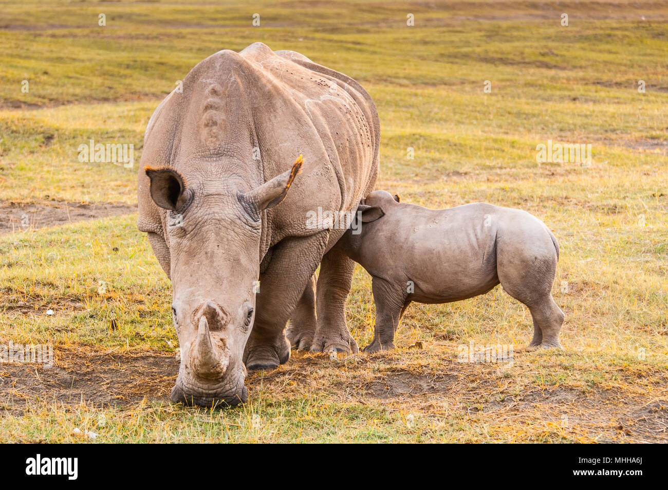 Petit bébé de rhinocéros blanc et sa mère au Kenya, Afrique Banque D'Images
