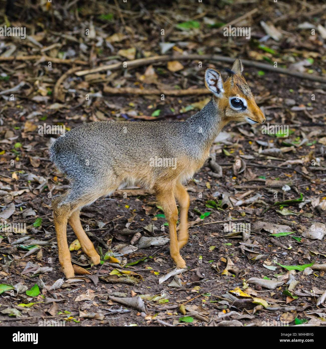 Petit Bebe Chevreuil Au Kenya Afrique Photo Stock Alamy Petit Bebe Chevreuil Au Kenya Afrique Photo Stock Alamy