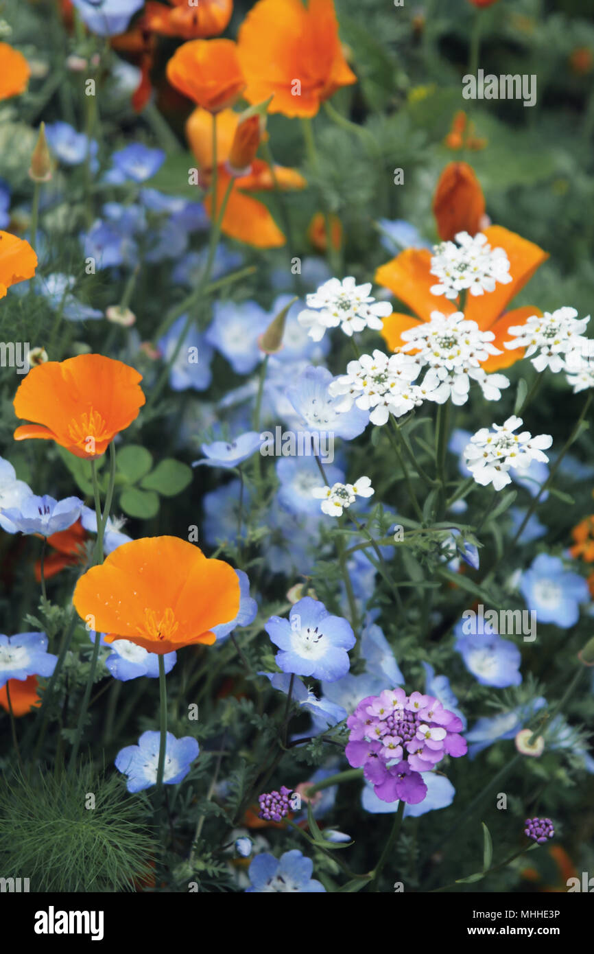 A déposé des fleurs sauvages, avec des coquelicots de Californie Banque D'Images