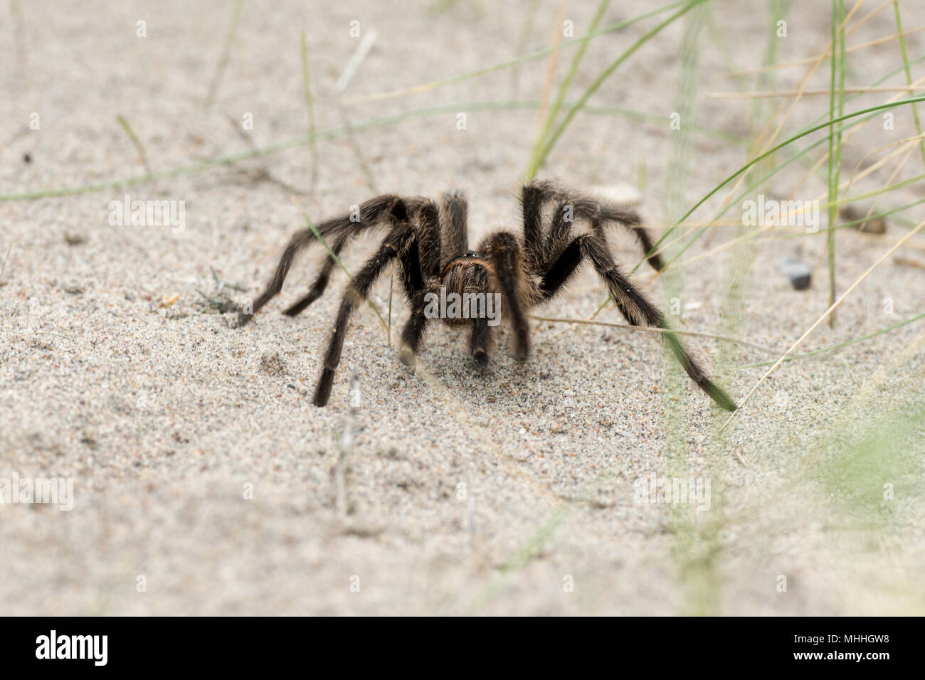 Tarantula Spider fermer sur le fond de sable en Patagonie, Argentine Banque D'Images