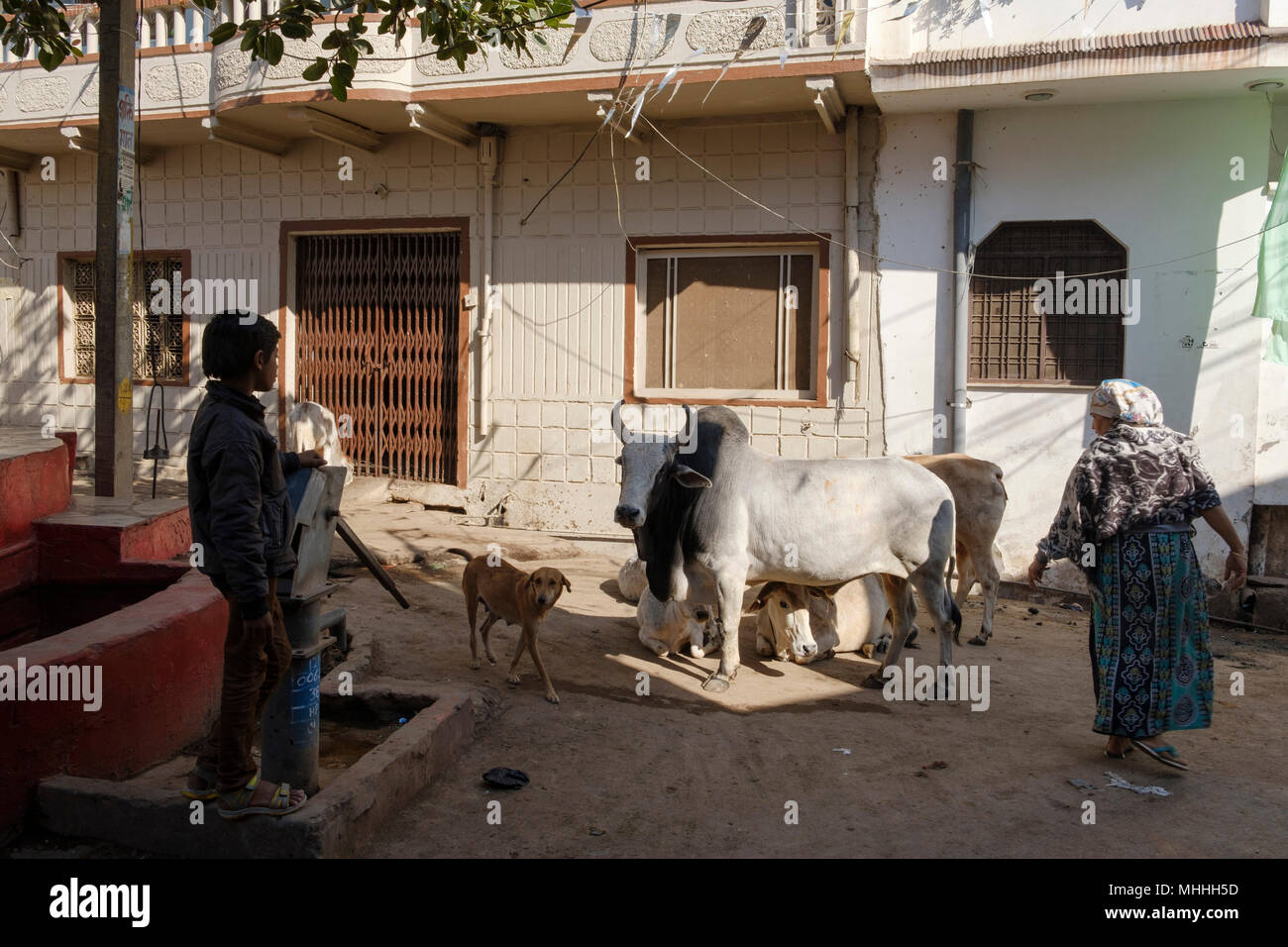 Un garçon, un chien et une femme avec des vaches dans les rues de Bundi. Le Rajasthan. L'Inde Banque D'Images