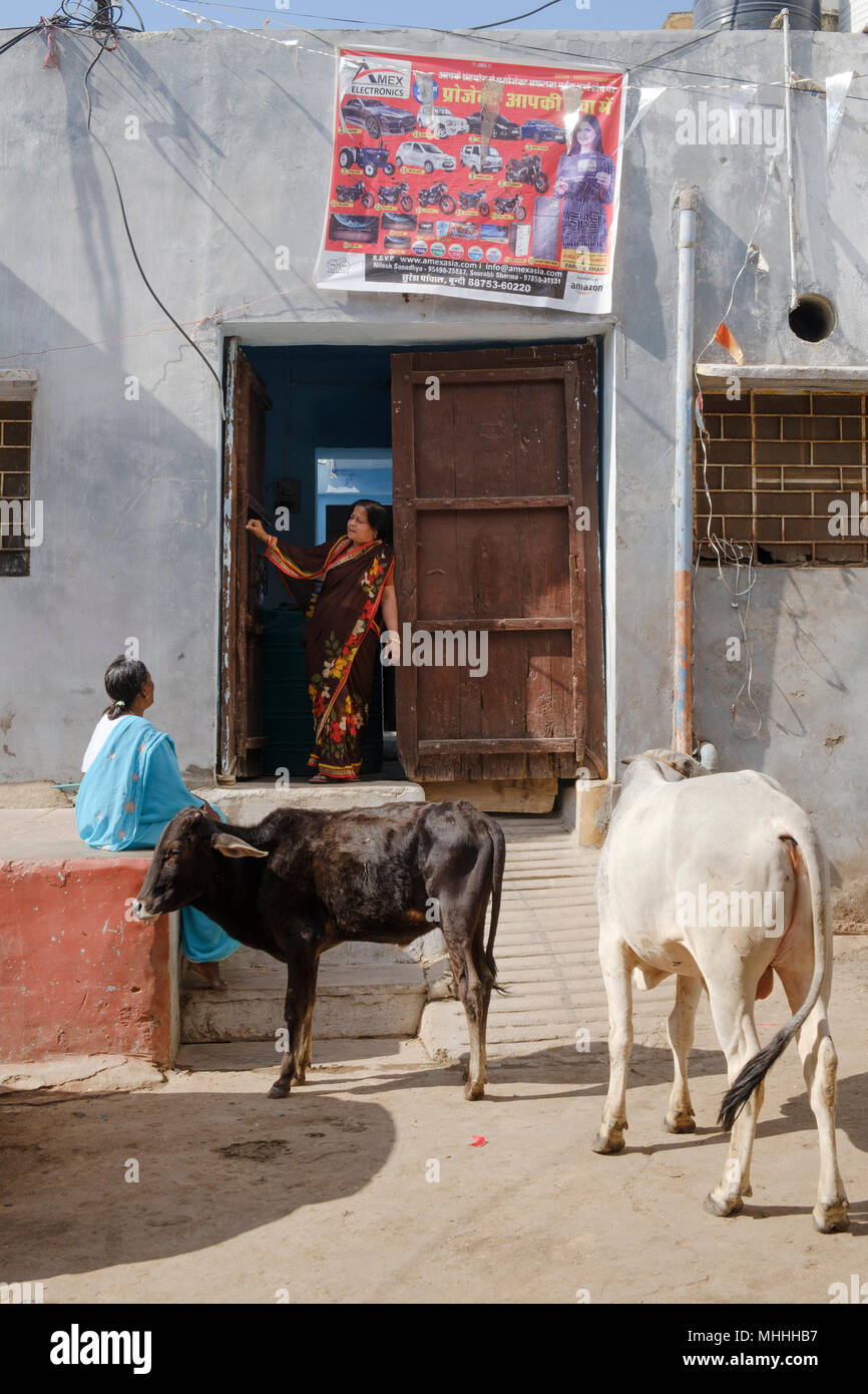 Deux femmes parlant d'une porte pendant que les vaches sont dans la rue. Bundi, Rajasthan. L'Inde Banque D'Images