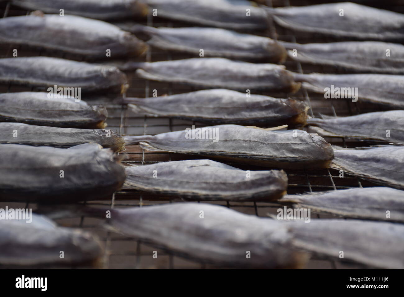 Douzaine de poissons séchant au soleil Banque D'Images