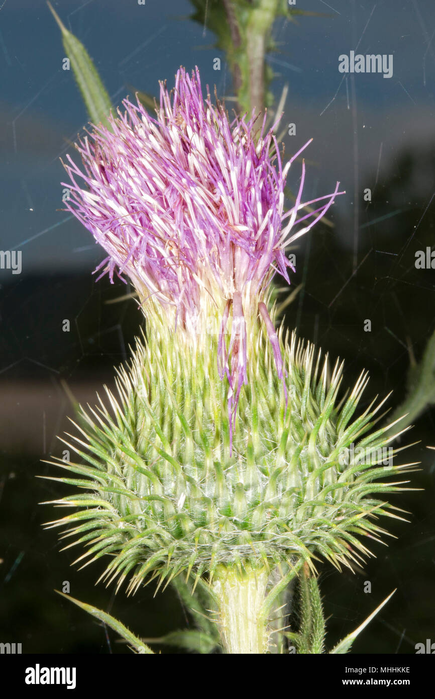Fleurs macro close up cardon Banque D'Images