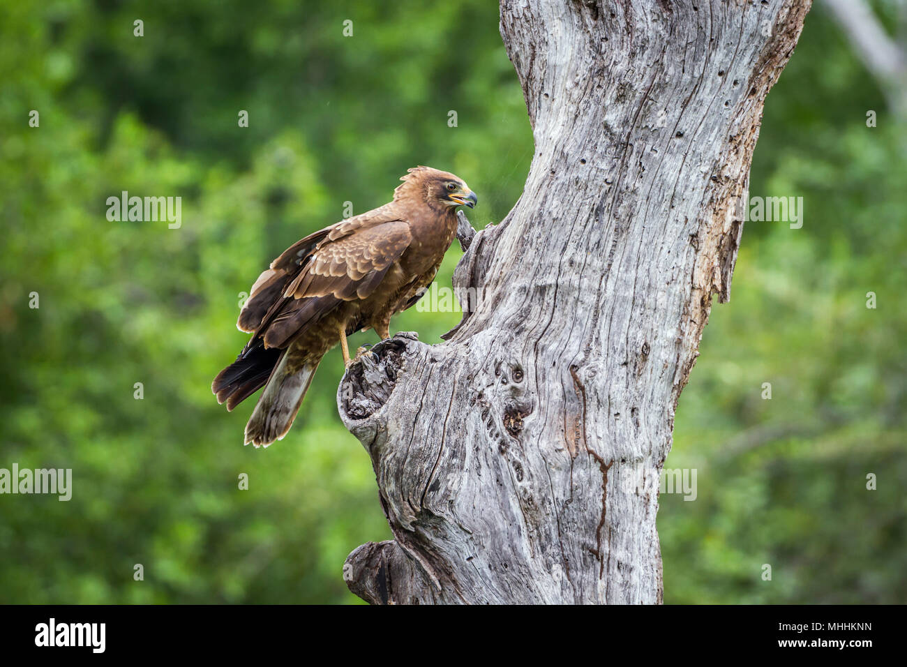 Harrier africains-hawk en Kruger National Park, Afrique du Sud ; Espèce Polyboroides typus Famille des Accipitridae Banque D'Images