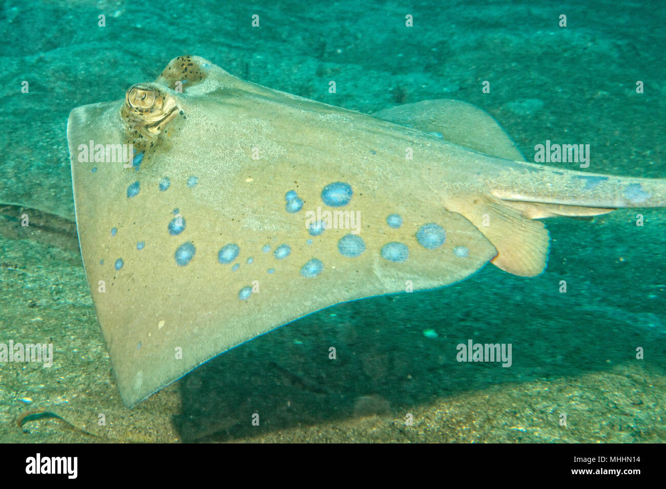 Blue Spotted ray close up yeux détail à Sipadan, Bornéo, Malaisie Banque D'Images