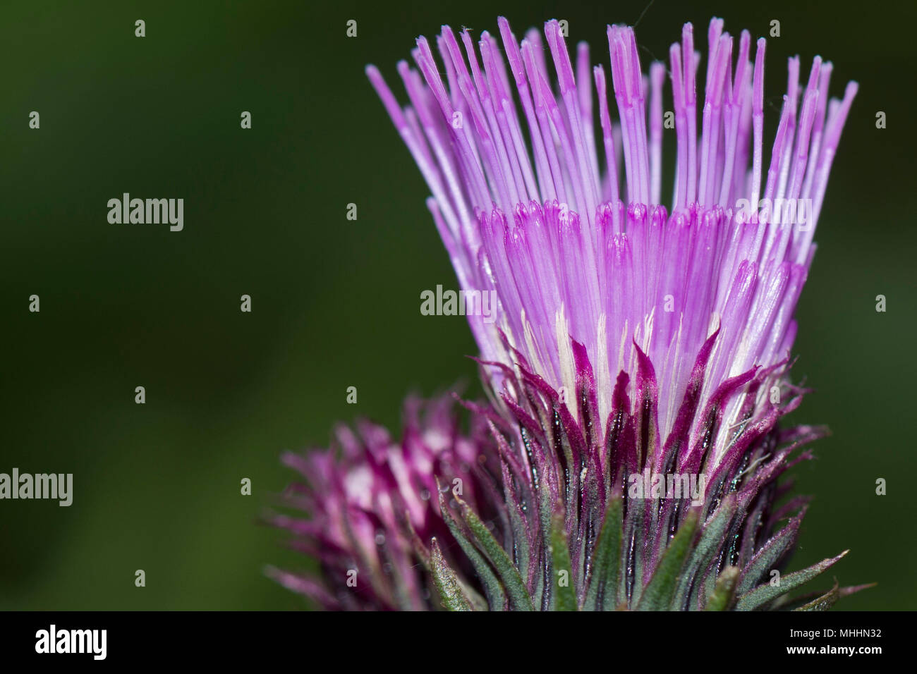 Fleurs macro close up cardon Banque D'Images