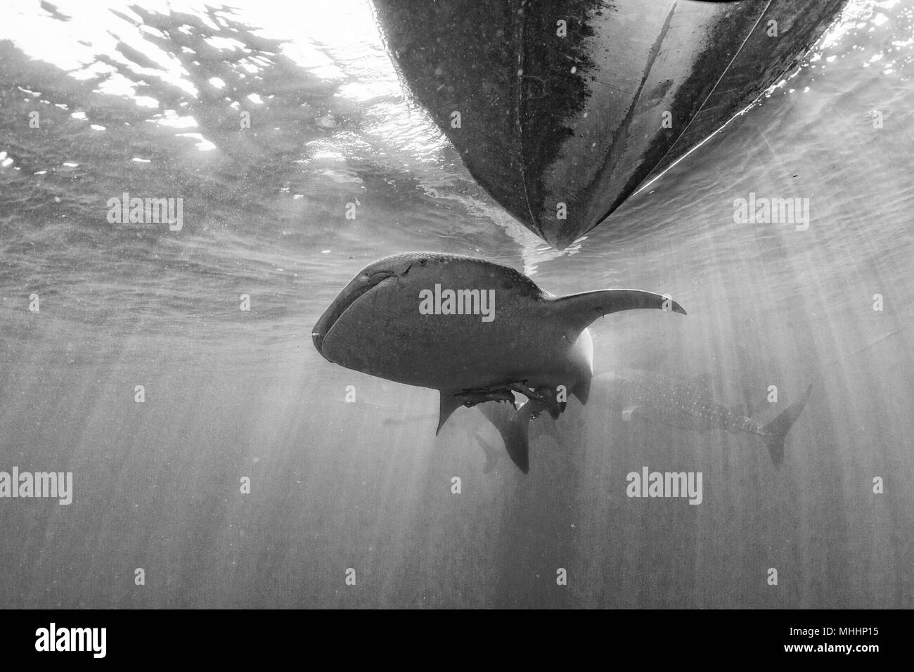 Requin-baleine très près de vous regarde en Papouasie-Nouvelle-sous-marine Banque D'Images