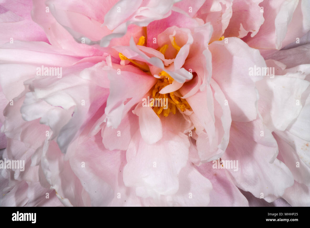 Fleur Rose Pistil Jaune Feuille Macro Banque Dimages Photo