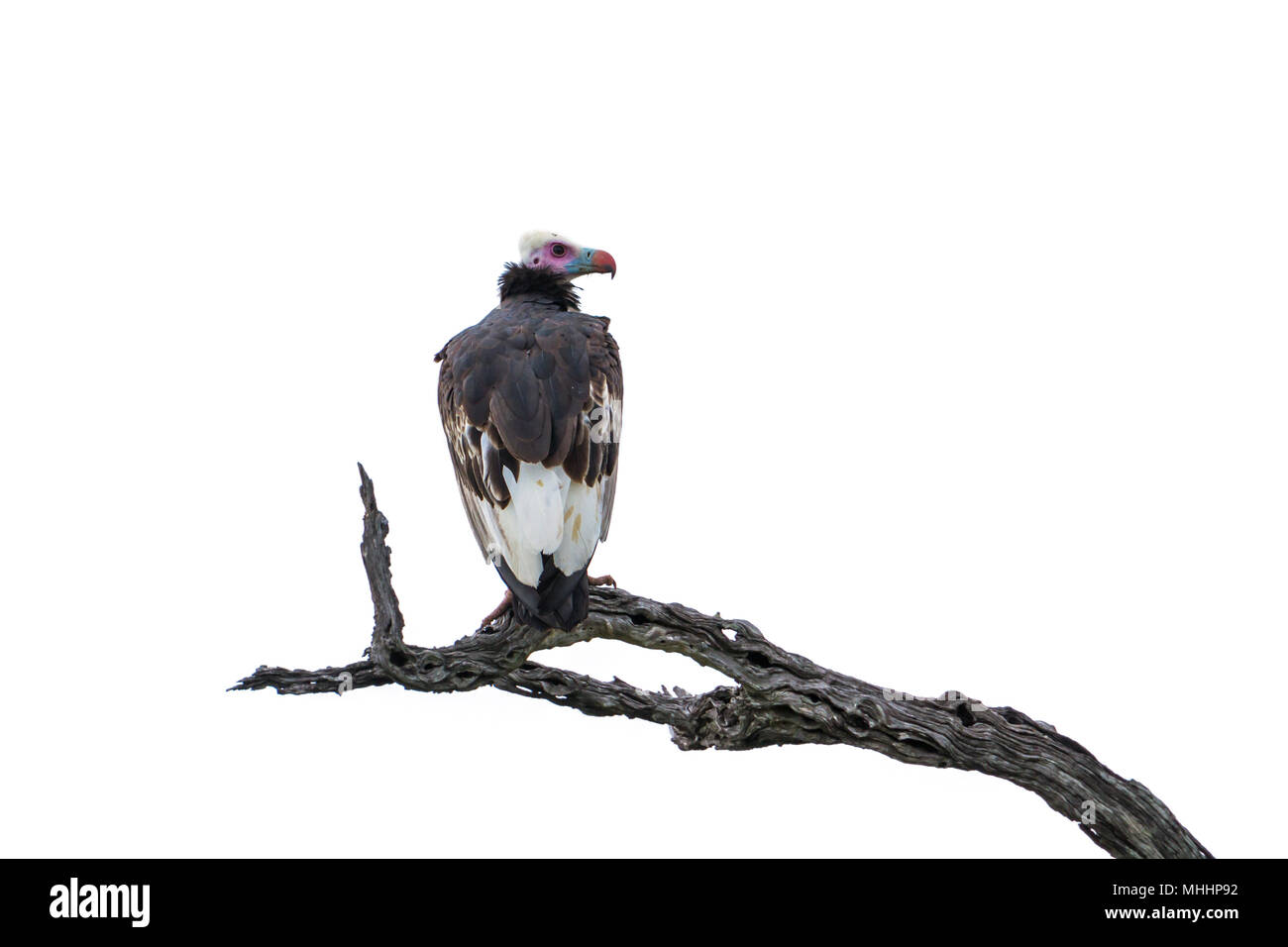 Vautour à tête blanche isolée en fond blanc ; Espèce Trigonoceps occipital Famille des Accipitridae Banque D'Images