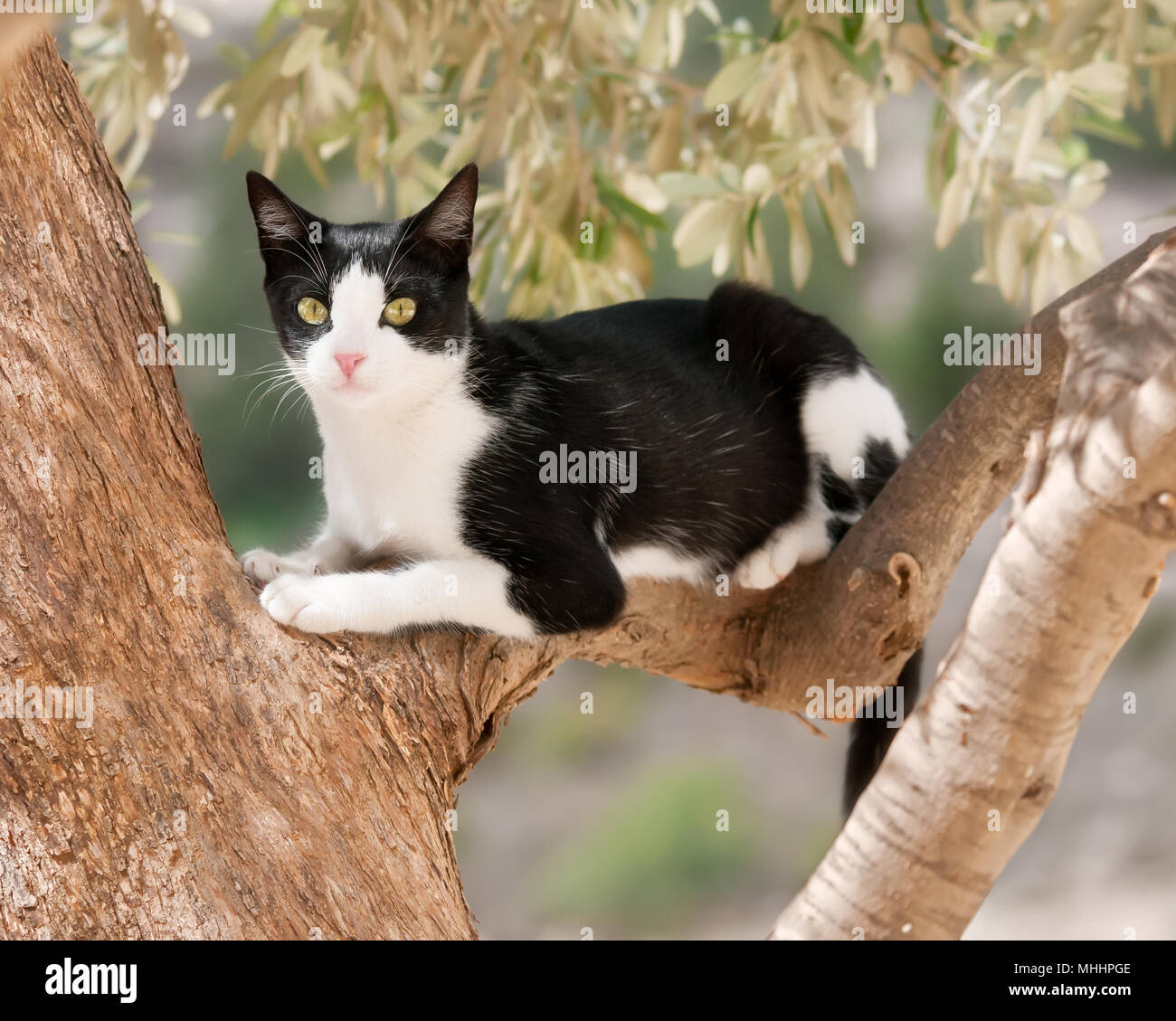 Jeune Chat Tuxedo Noir Et Blanc Motif Bicolore Assis Watchfully Sur Une Branche D Un Olivier Chypre Photo Stock Alamy