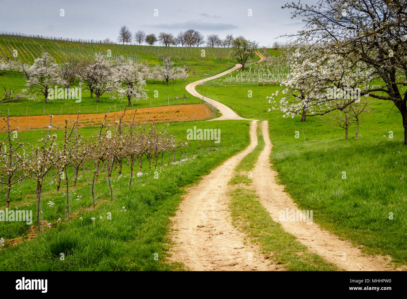 Un Chemin De Terre Au Debut Du Printemps En Temps Markgraferland Allemagne Du Sud La Region Est Connue Pour Ses Vignes Et Souvent Appele Par Les Allemands La Toscane Photo Stock